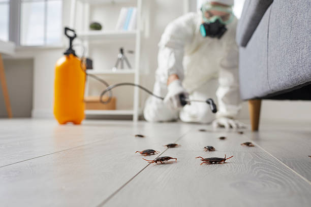 Post-Treatment Bed Bug Interceptor Monitoring in Kelso